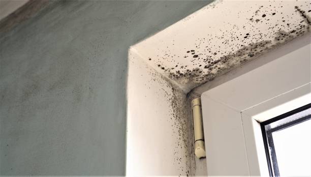Best Emergency Mold Remediation  in Polkton, NC