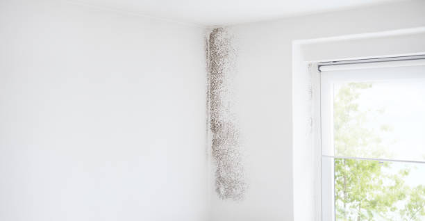 Best Asbestos and Lead Testing During Mold Inspection  in Polkton, NC